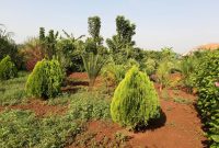 1 Acre Commercial Gardens For Sale In Bombo At 55m Shillings