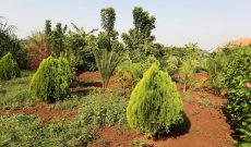 1 Acre Commercial Gardens For Sale In Bombo At 55m Shillings