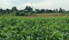 3 Acres Of Lake View Land For Sale In Bwerenga Bugiri Entebbe Road At 400m Per Acre