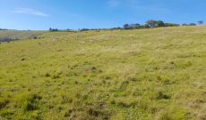 54 Acres Of Land For Sale In Busega Mityana Road At 40 Billion Shillings