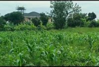 5 Acres Of Land For Sale In Kasanje Off Entebbe At 90m Per Acre