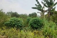 10 Acres Of Farmland For Sale In Lukiizi Village Butuntumula Luwero District At 7.5m Per Acre