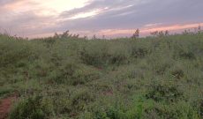 19 And 5 Acres Of Land For Sale In Mityana Rd Ttanda And Zigoti At 25m Per Acre