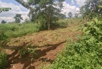 2 Acres Of Land For Sale In Luwero Kakoge 7m Per Acre