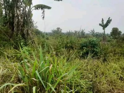 644 Acres Of Freehold Land For Sale In Bulambuli Muyembe At 6m Shillings Per Acre