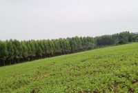 90 Acres Of Land With Eucalyptus Trees For Sale In Buwuukuta Masaka Road Mpigi At 26m Per Acre