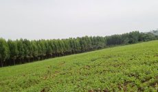 90 Acres Of Land With Eucalyptus Trees For Sale In Buwuukuta Masaka Road Mpigi At 26m Per Acre