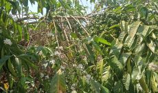 9 Acres Coffee Plantation On Sale In Kiwoko Nakaseke Uganda 15m Shillings Per Acre