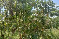 3 Acres Of Coffee And Banana Plantation For Sale In Magoma Village Kiwoko Nakaseke At 18m Per Acre