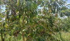 3 Acres Of Coffee And Banana Plantation For Sale In Magoma Village Kiwoko Nakaseke At 18m Per Acre