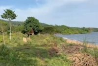 550 Acres Of Waterfront Land For Sale In Ssi Buikwe Uganda At 40m Per Acre