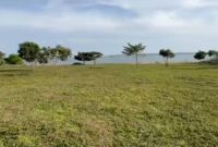 12 Acres Of Farmland For Sale In Kakoge Luwero With Farmhouse And Eucalyptus At 10m Per Acre