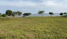 12 Acres Of Farmland For Sale In Kakoge Luwero With Farmhouse And Eucalyptus At 10m Per Acre