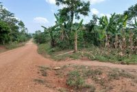 3 Acres Of Farmland With Coffee And Banana Plantation For Sale In Wobulenzi At 30m Shillings Per Acre