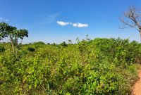 40 Acres Of Farmland For Sale In Kikyusa Mazzi Luwero At 7.5m Per Acre