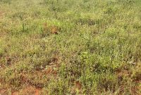 100x100ft Plot Of Land For Sale In Wakiso Kona At 75m Shillings