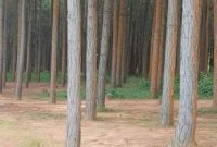 Pine trees for sale in Ibanda