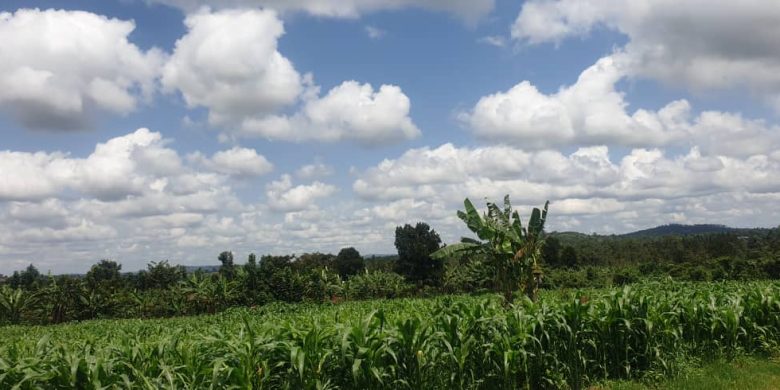 1.2 acres for sale in Nakasajja Gayaza at 200m