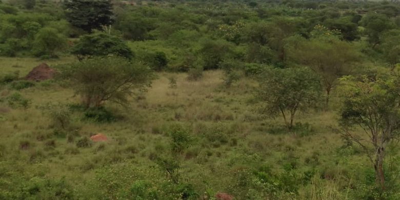 50 acres of land at the entrance of Murchison falls national park at 8.5m per acre