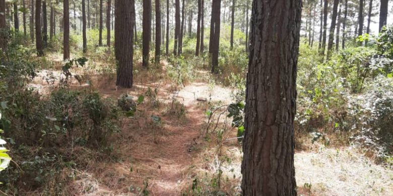 132 acres of 15 year pine trees for sale in Luwero Kiwoko at 10m per acre