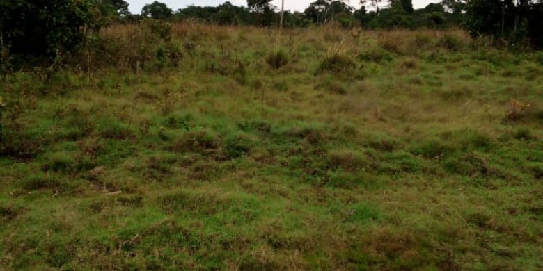 41 Acres Of Land For Sale In Koba Near Senyi Landing Site Buikwe At 12m Per Acre