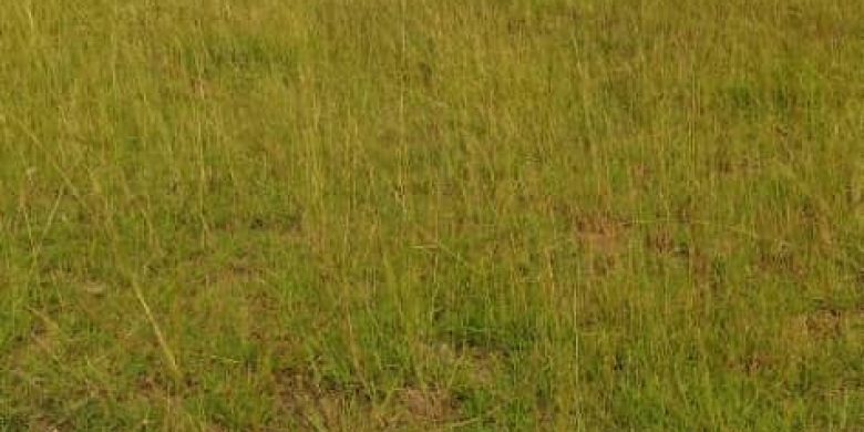 250 Acres Of Land For Sale In Nakasongola District At 3.5m Per Acre