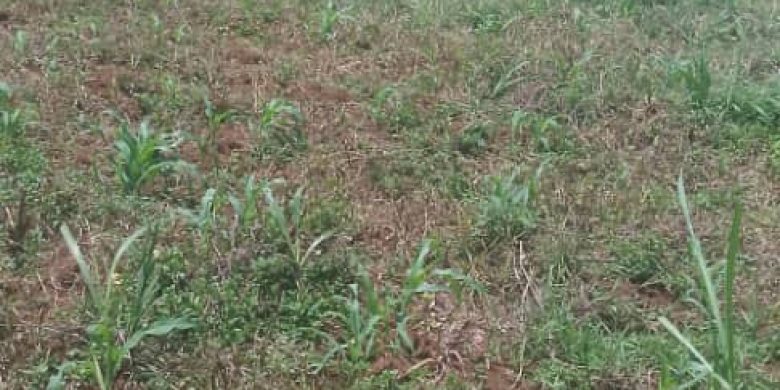 100 Acres Of Land For Sale In Kalambya Buikwe District 15m Per Acre