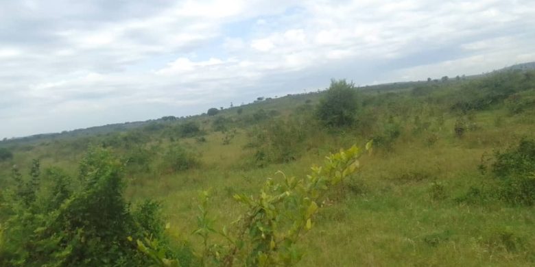 3 Square Miles Of Agricultural Land For Sale In Mityana At 5m Per Acre