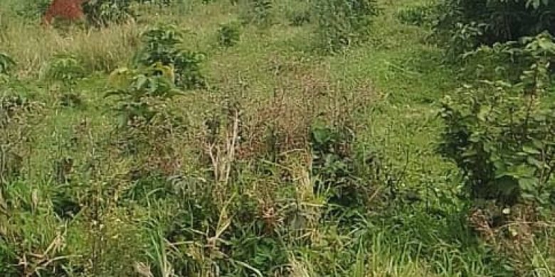 10 Acres Of Lake View Land For Sale In Garuga Entebbe Road 430m Per Acre