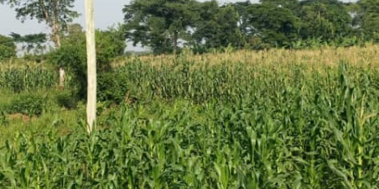 500 Acres Of Farmland For Sale In Kiwoko Nakaseke District 6.5m Per Acre