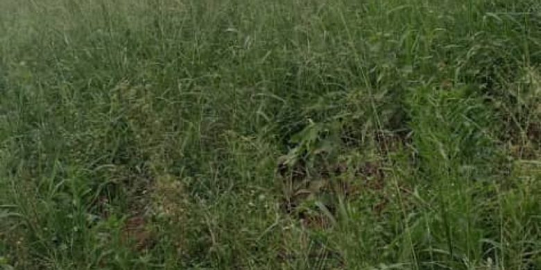 85 Acres Of Farmland For Sale In Mazzi Kitenderi Luwero 6.5m Per Acre