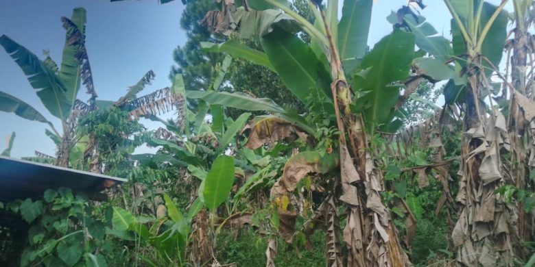 3.5 Acres Farm Land For Sale In Kasubi Kasoko Village Nkonkonjeru At 22m Per Acre