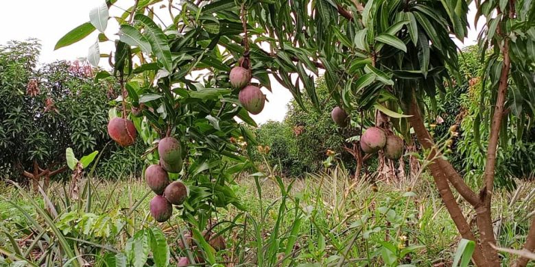 100 Acres Farm For Sale Luwero Kikyusa Mangoes, Coffee, Matooke At 1Bn Shillings
