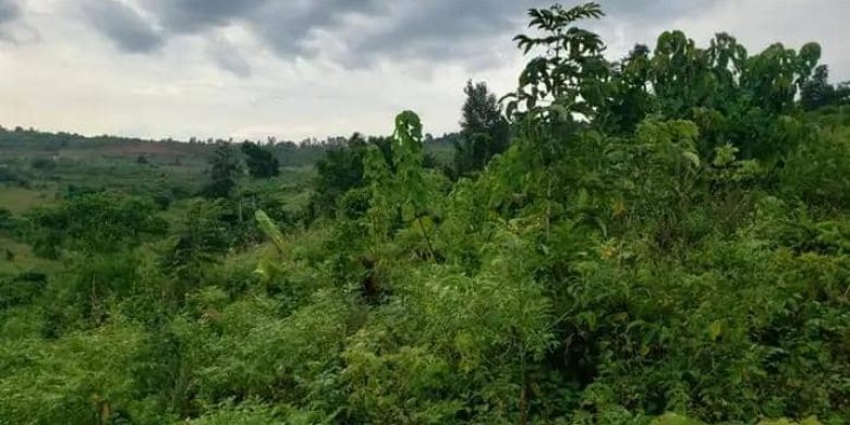 5.5 Acres Of Land For Sale In Kikandwa Near Tarmac 22m Per Acre