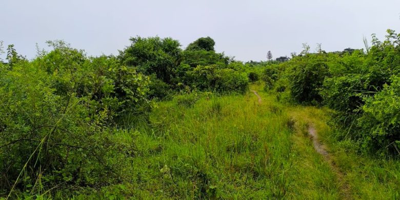 60 Acres Of Farm Land For Sale In Luwero Kakooge At 8m Per Acre