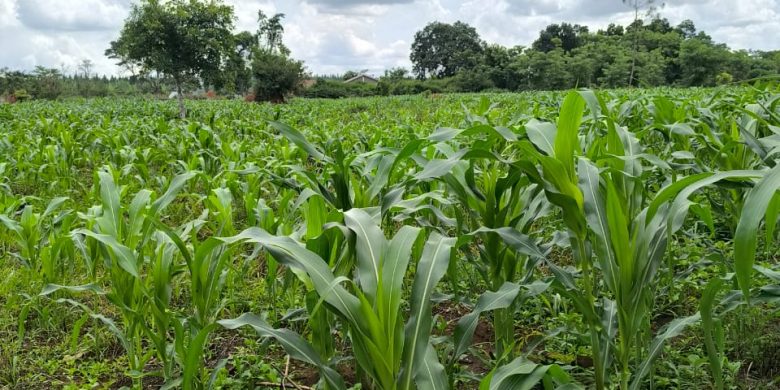 220 Acres Of Agricultural Land For Sale In Kakooge Luwero At 7m Per Acre