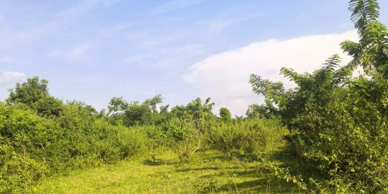 350 Acres Of Farmland For Sale In Nakasongola With Water Dam At 6m Per Acre