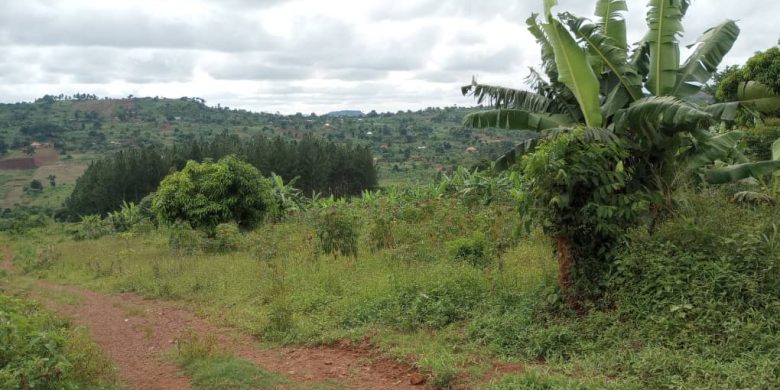 1 Square Mile Of Farmland For Sale In Mpigi Masaka Rd At 25m Per Acre