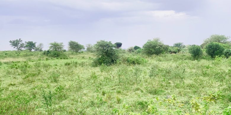 280 Acres Of Land For Sale In Kamira Kikyusa At 3.5m Per Acre