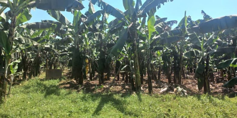 5 Square Miles Of Farmland For Sale In Luwero At 4m Per Acre