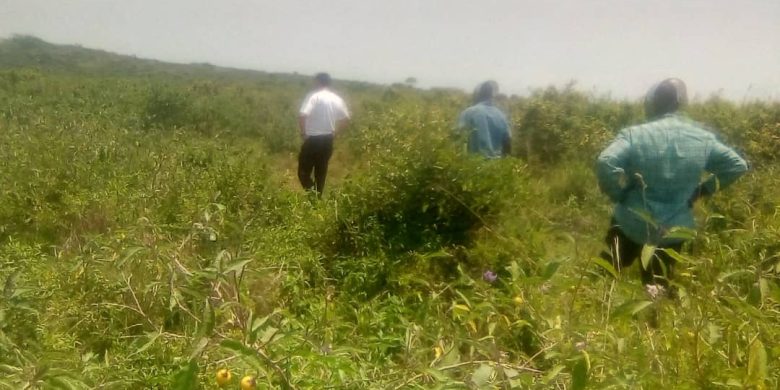 4 Square Miles Of Agricultural Farmland For Sale In Hoima 5m Per Acre