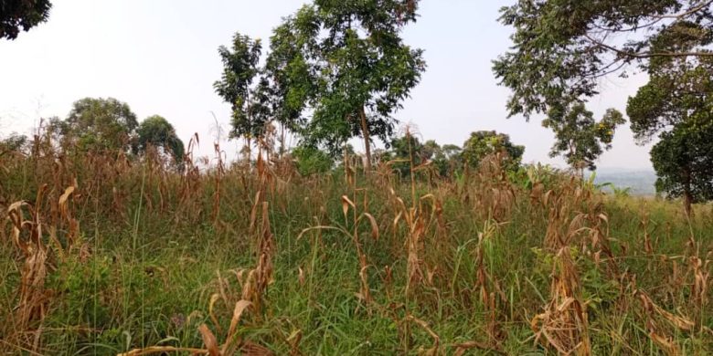 480 Acres Of Land For Sale In Walusubi Mukono At 150m Per Acre