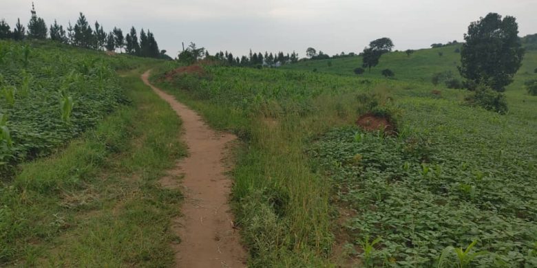 10 Acres Land For Sale In Bukomero Hoima Road At 8.5m Per Acre