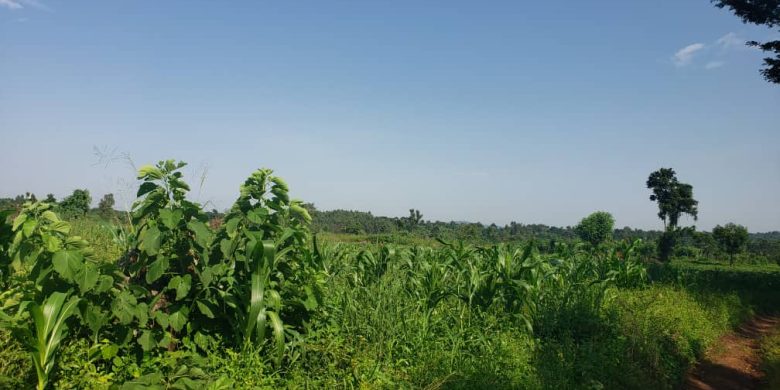 70 Acres Of Land For Sale In Bombo Kalule 2km From Tarmac 40m Per Acre