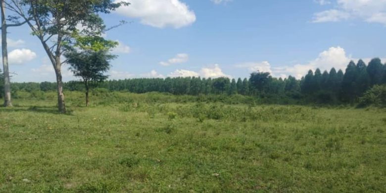 700 Acres Of Farmland For Sale In Kyankwanzi At 5.5m Per Acre