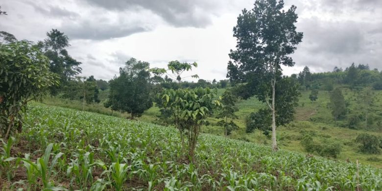 20 Acres For Sale In Jjeza Kibumbiro Mityana Raod At 28m Per Acre